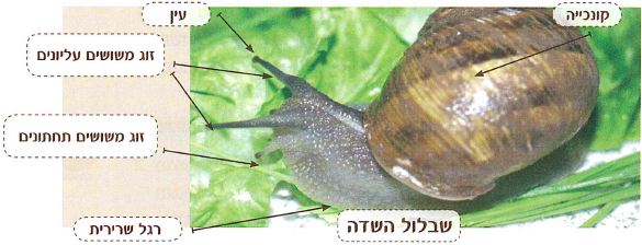 (בספר שלוש תמונות, היעזר במנחה)